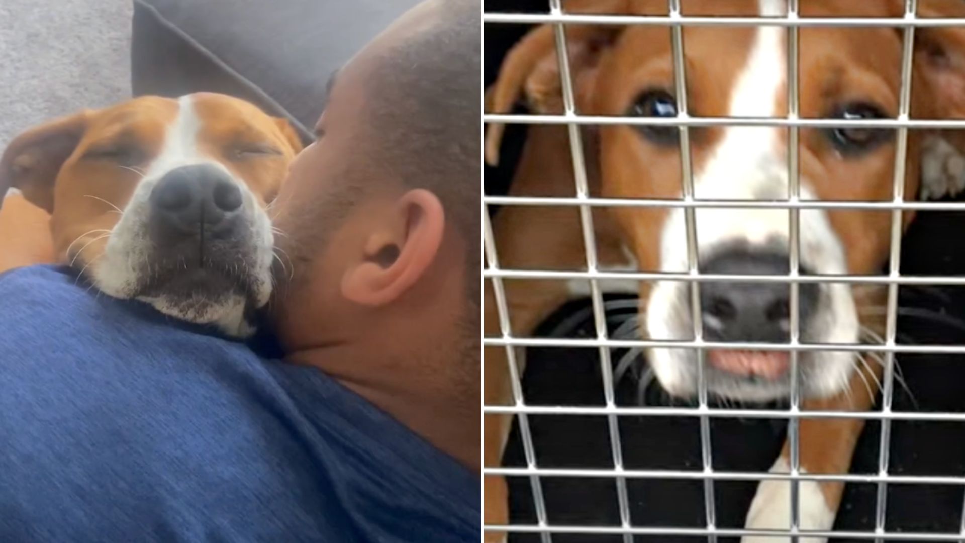 Once Petrified Of Men, This Rescue Dog Finds Comfort Next To His New Dad