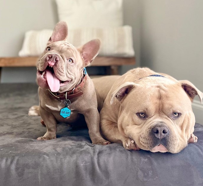 one dog is lying on the couch, the other is sitting next to him