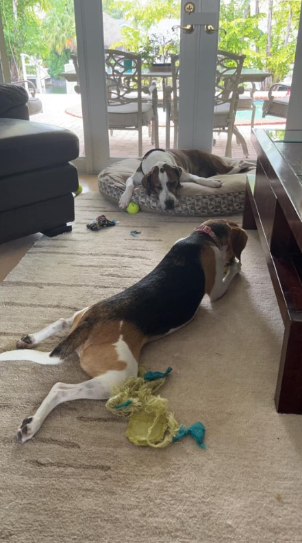 one dog is sleeping on his pillow, the other is playing on the carpet