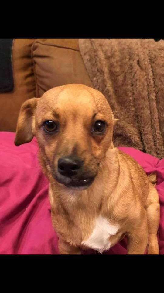 one-eared puppy on the couch