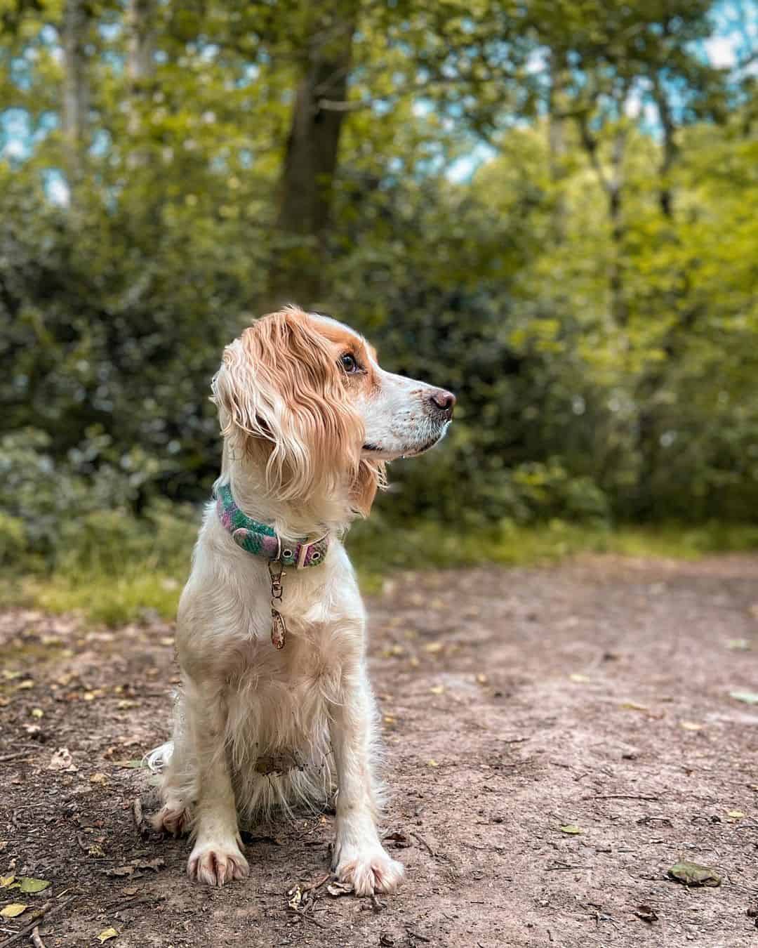 orange and white cocker spaniel