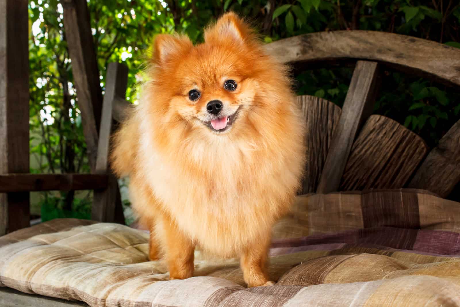 Orange pomeranian