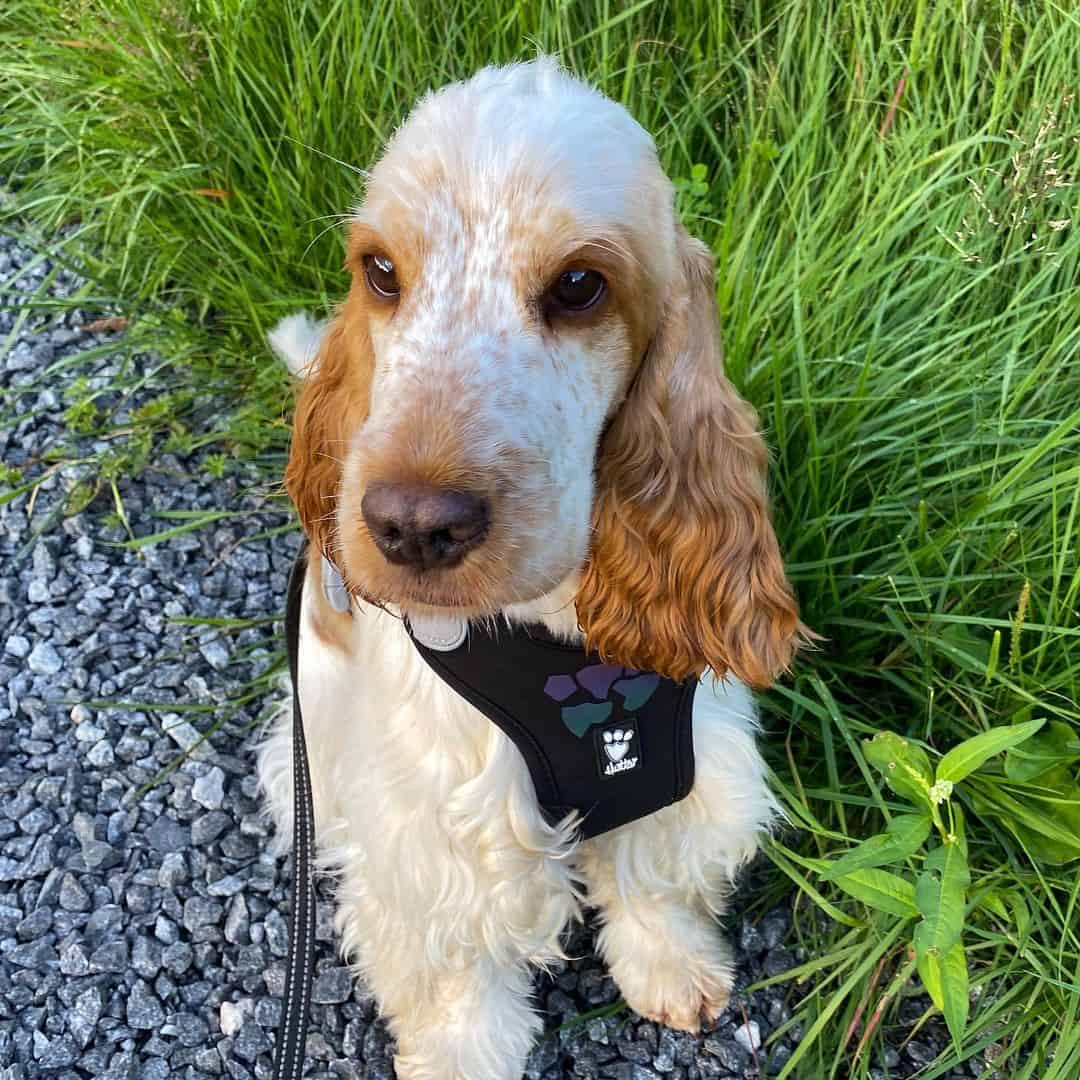 orange roan cocker spaniel