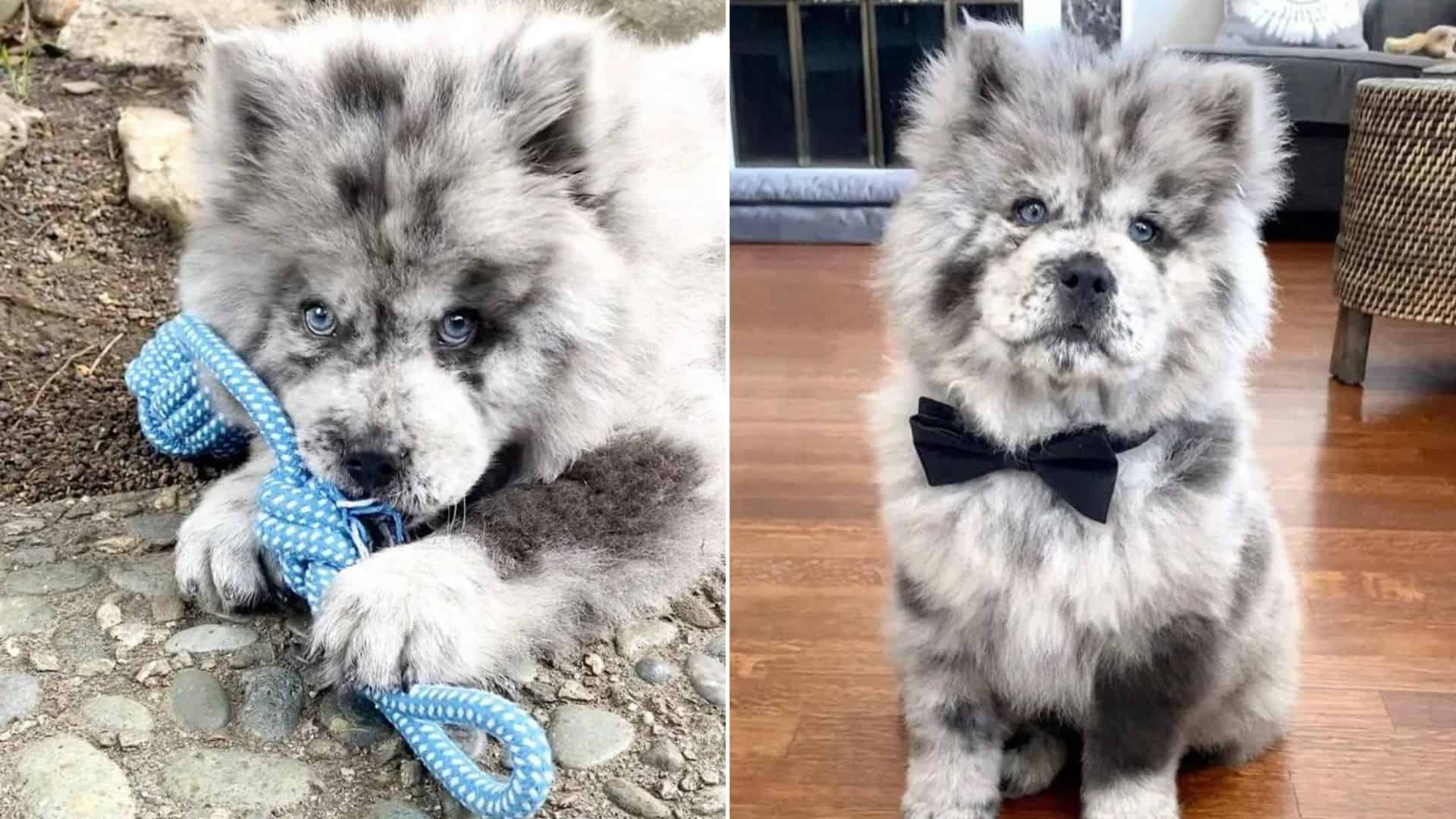 This Fluffy Chow Chow Looks Exactly Like A Scoop Of Cookies And Cream Ice Cream