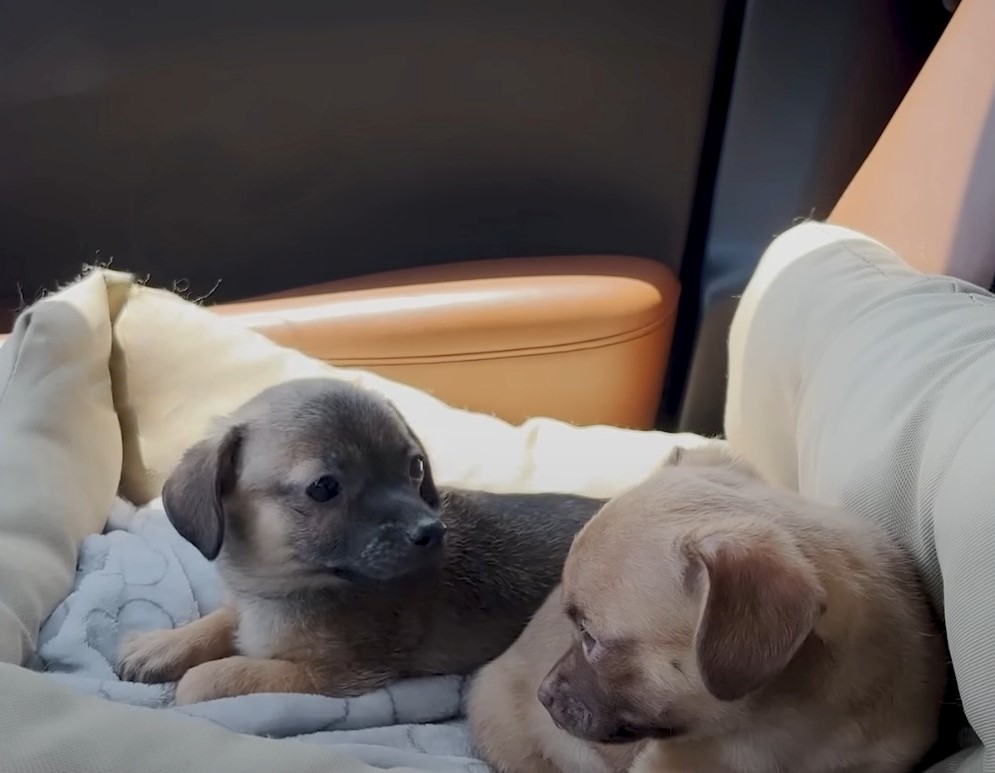 orphan puppies lying on a white blanket