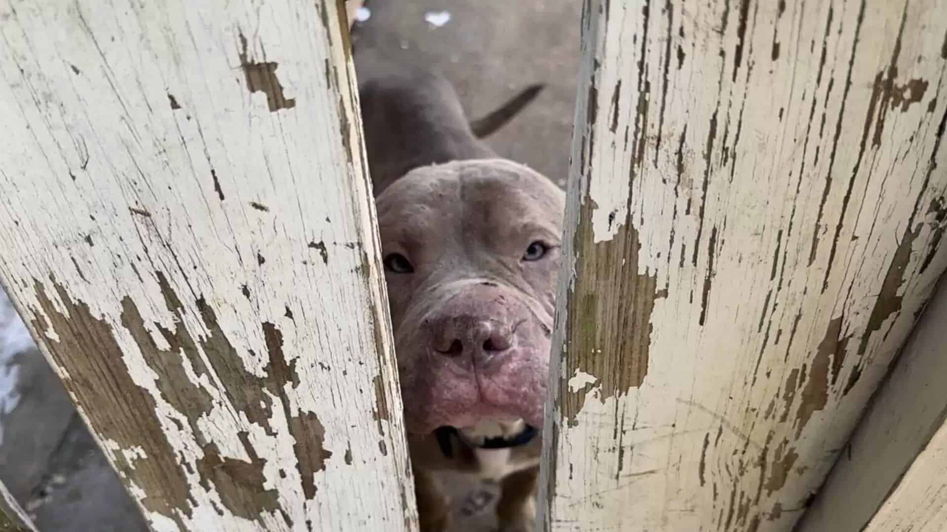 Stray Pittie Follows A Man Home And Stays There – Furever