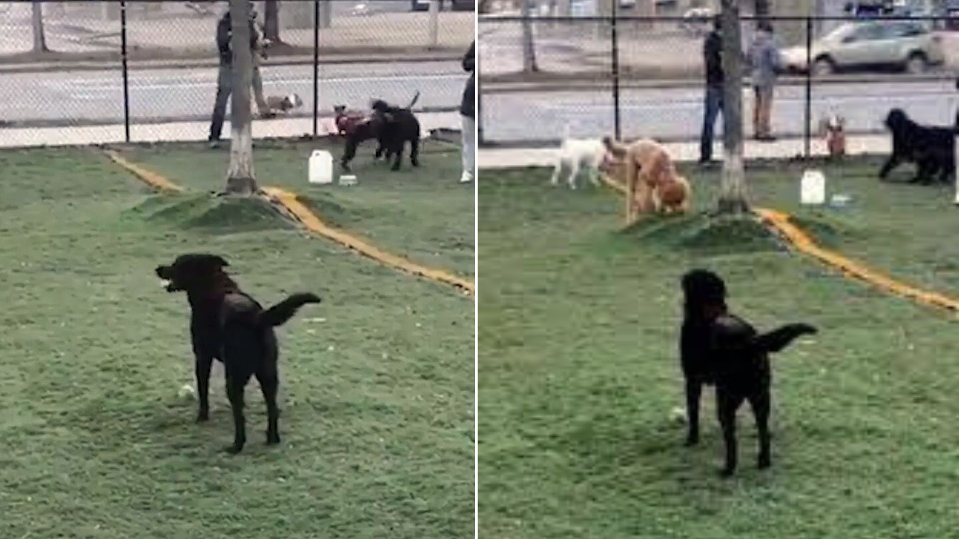 This Disabled Dog Struggled To Make Friends And Then Everything Changed One Day