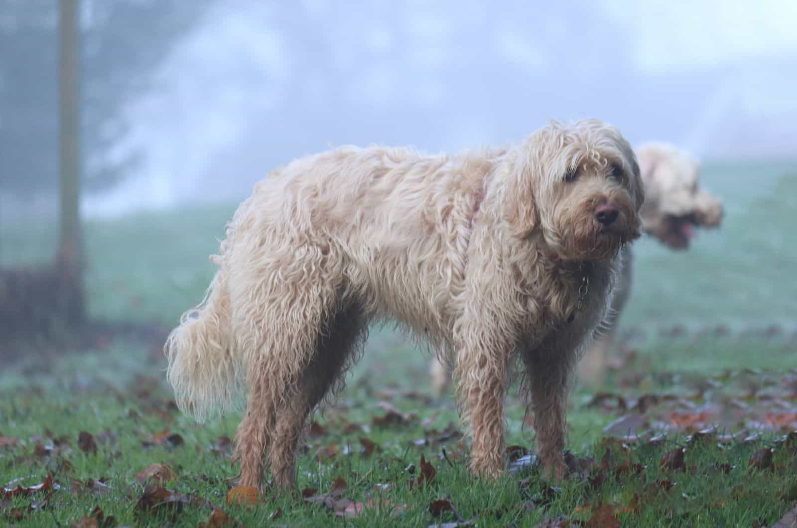 Otterhound