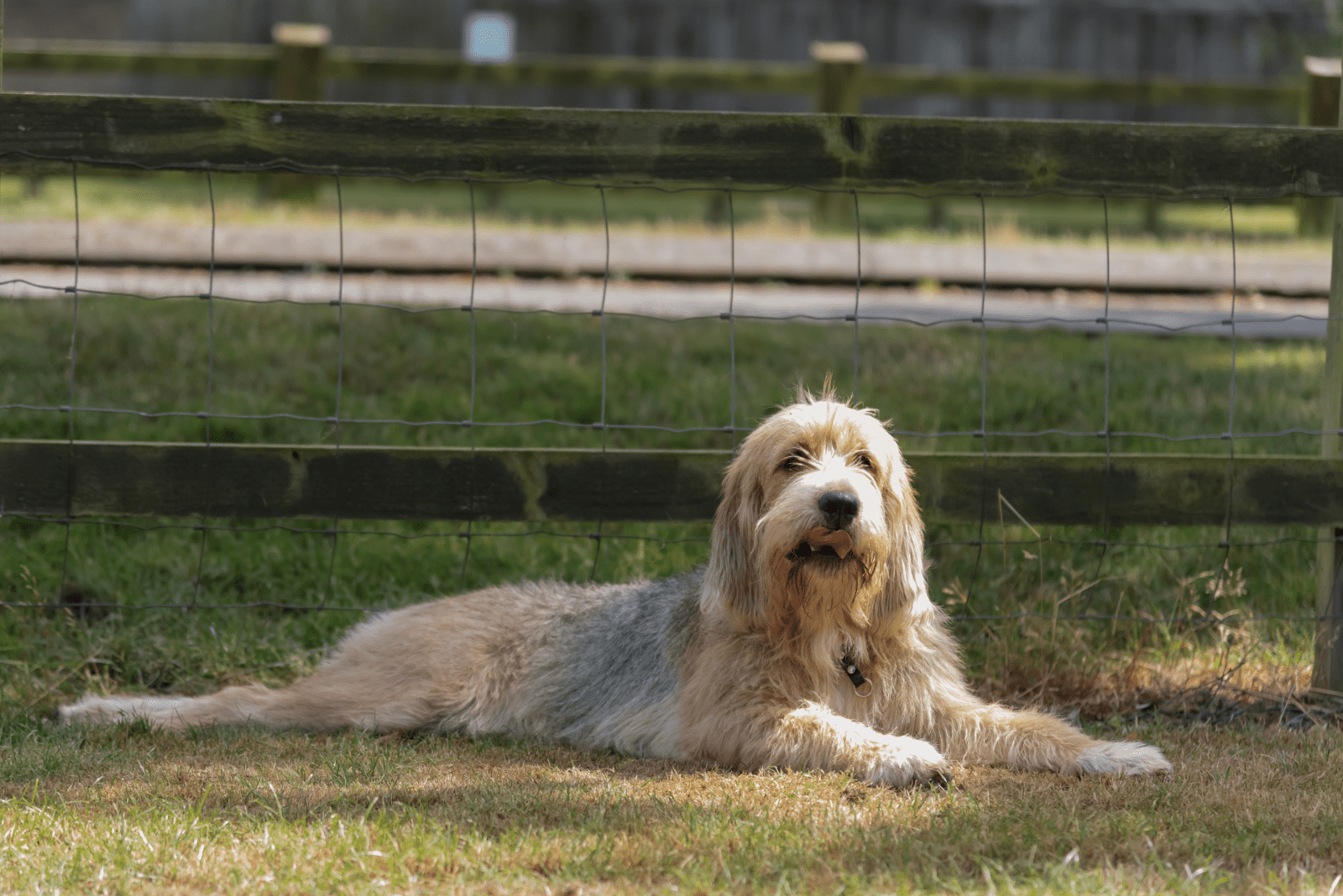 Otterhound is lying on the grass