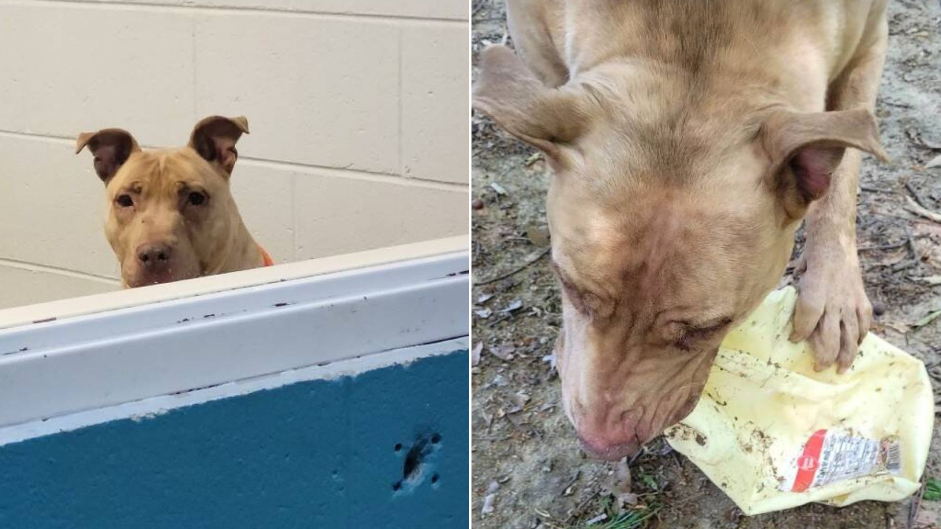 Overlooked Shelter Pup Finds Comfort In Playing With An Unlikely Piece Of Trash