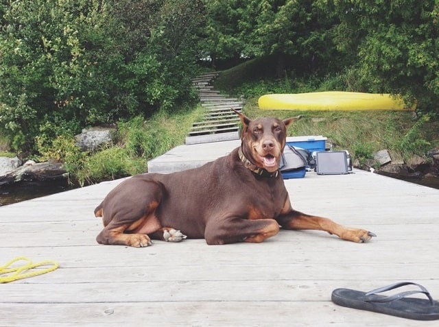 Overweight doberman sitting on deck