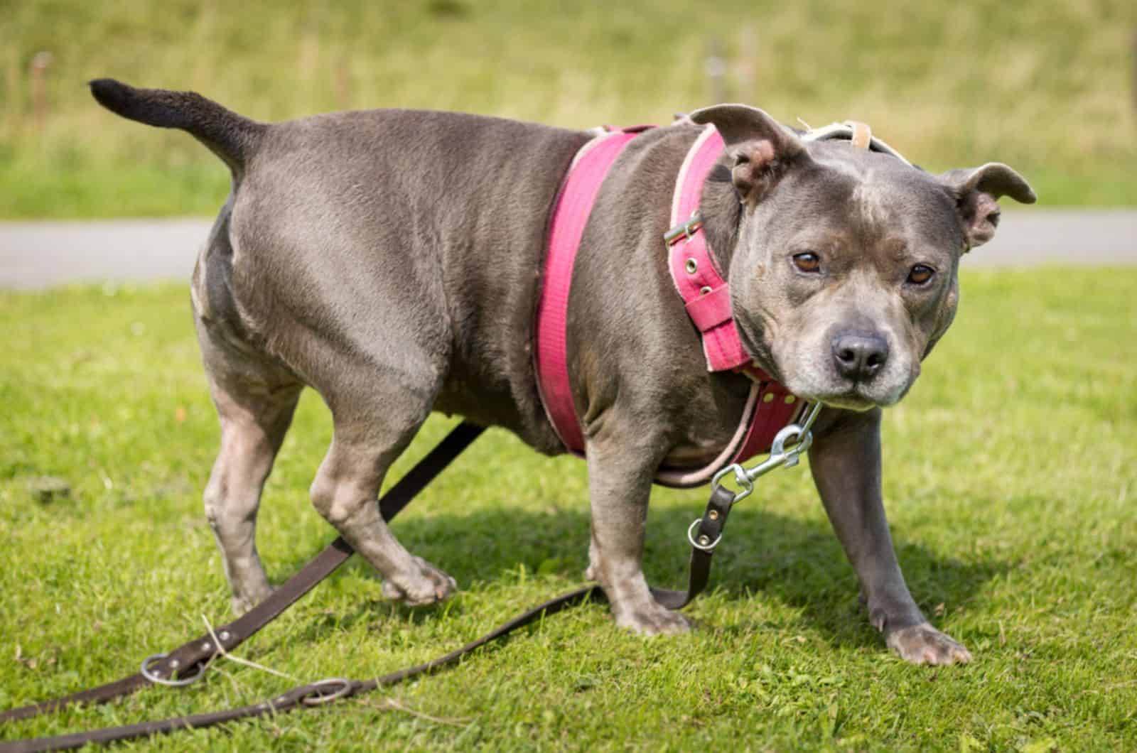 overweight staffordshire bull terrier walking outdoors