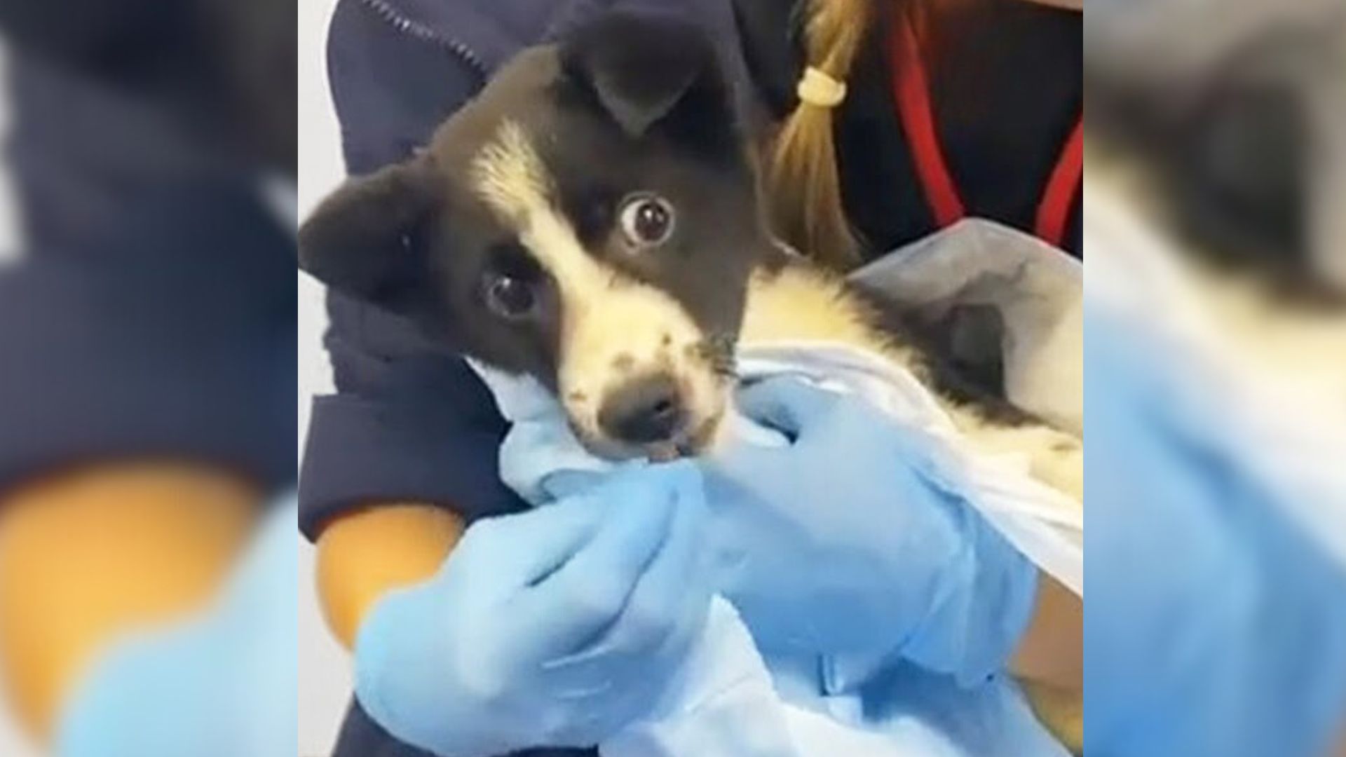 Owner Abandons His “Injured” Puppy At The Shelter And The Staff Rush To Her Aid