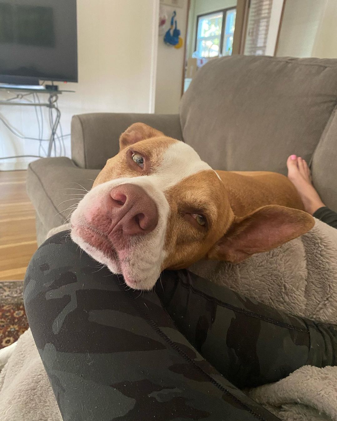 owner and dog cuddling on the couch