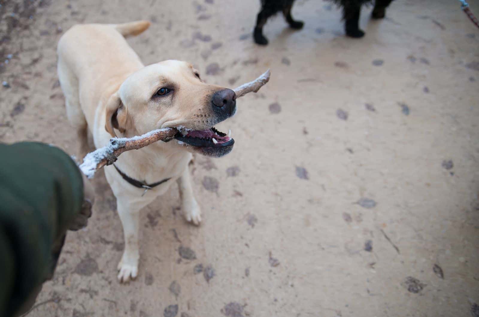 owner and dog holding stick