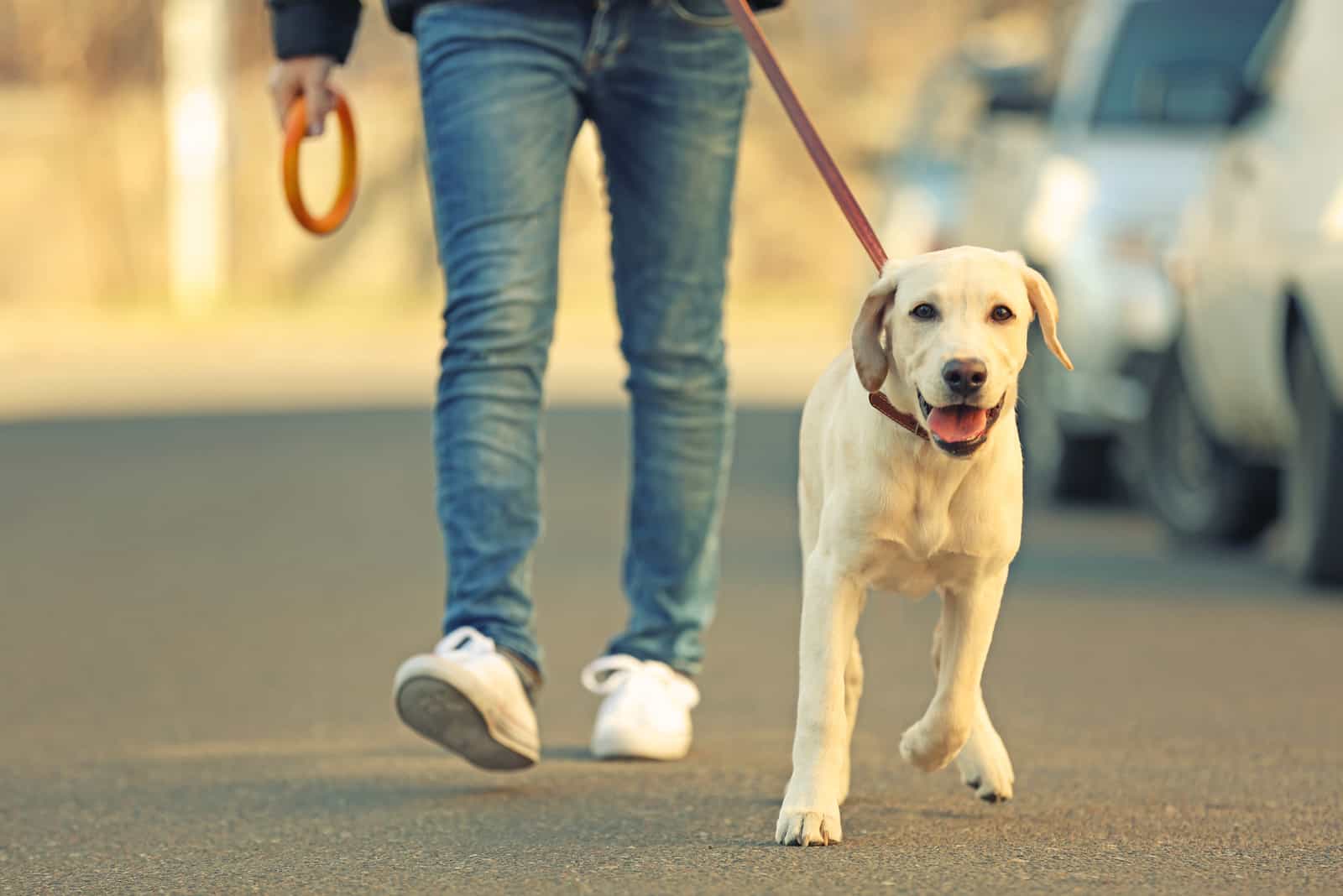 Owner and Labrador dog walking in city