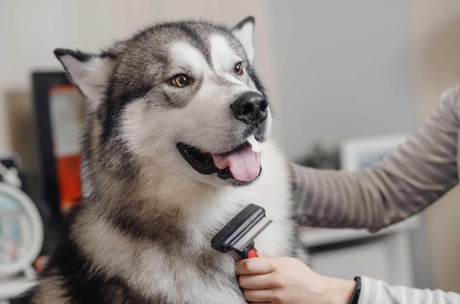 owner brushing their siberian husky