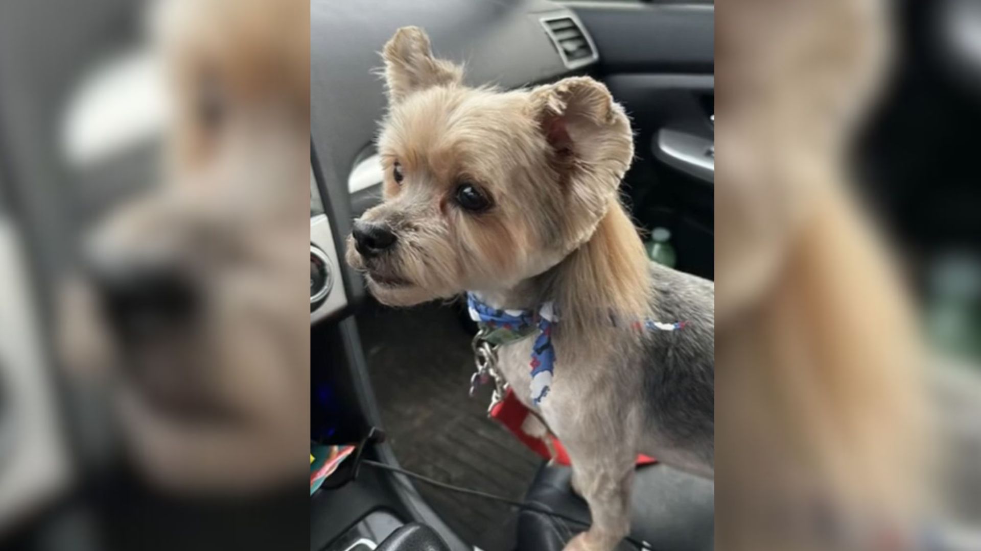 Owner Can’t Get Over His Tiny Pup’s Haircut After He Picked Him Up From The Groomer