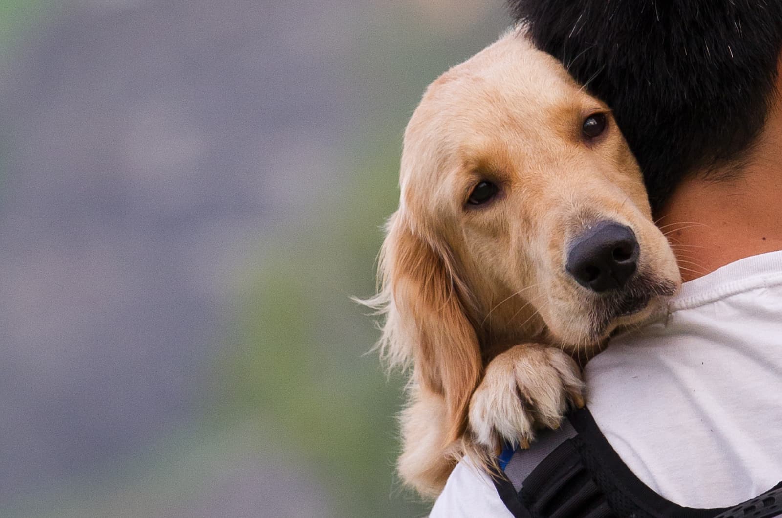 owner carrying his dog