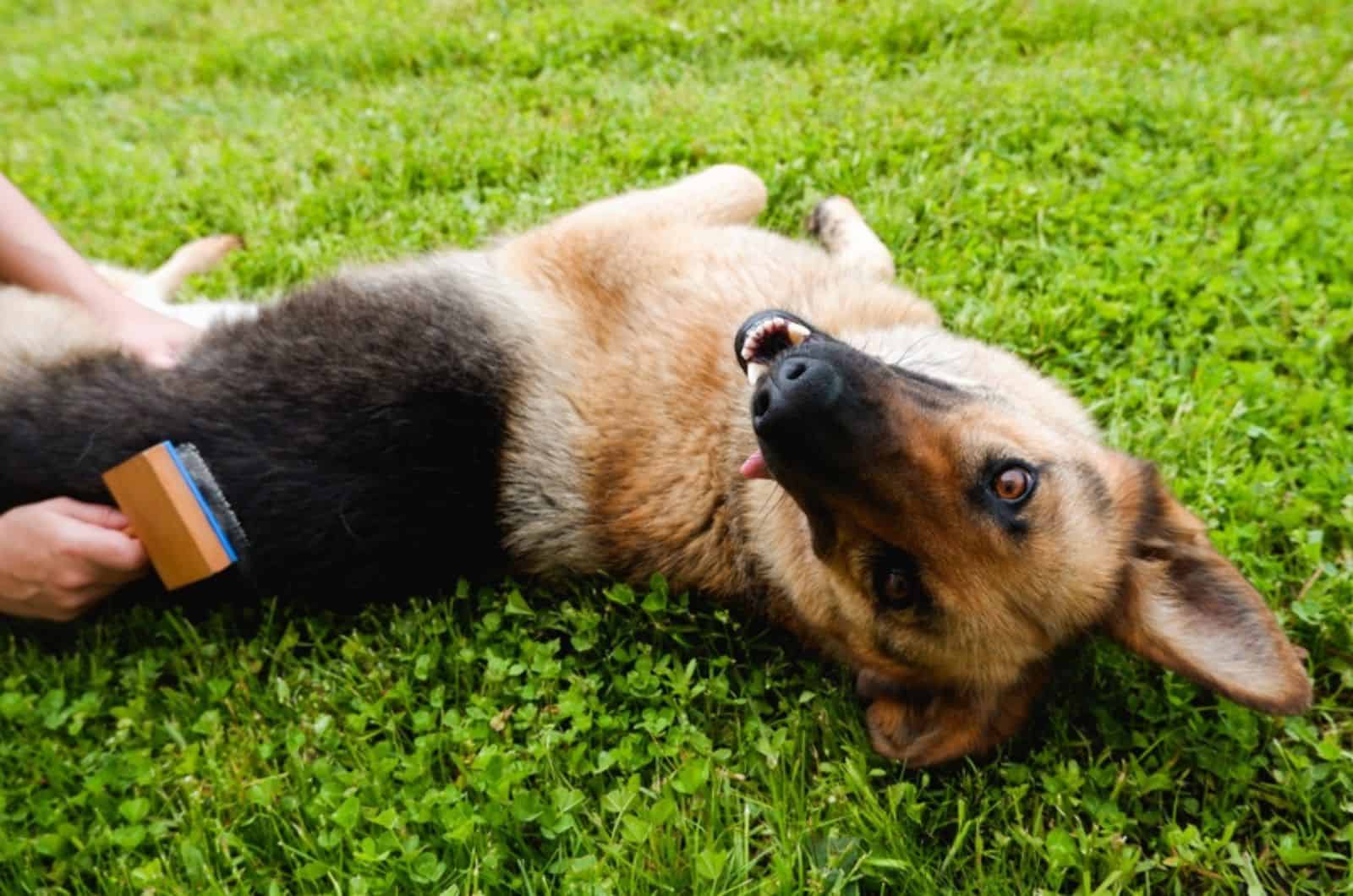 owner combing the fur of a german shepherd in the yard