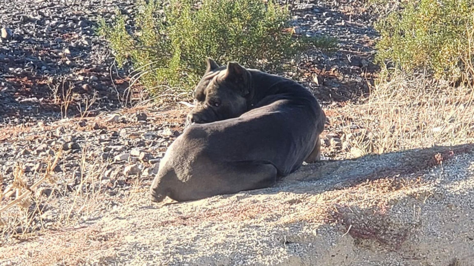 Starving Cane Corso Cruelly Dumped In A Desert Finds A Loving Home In Oregon