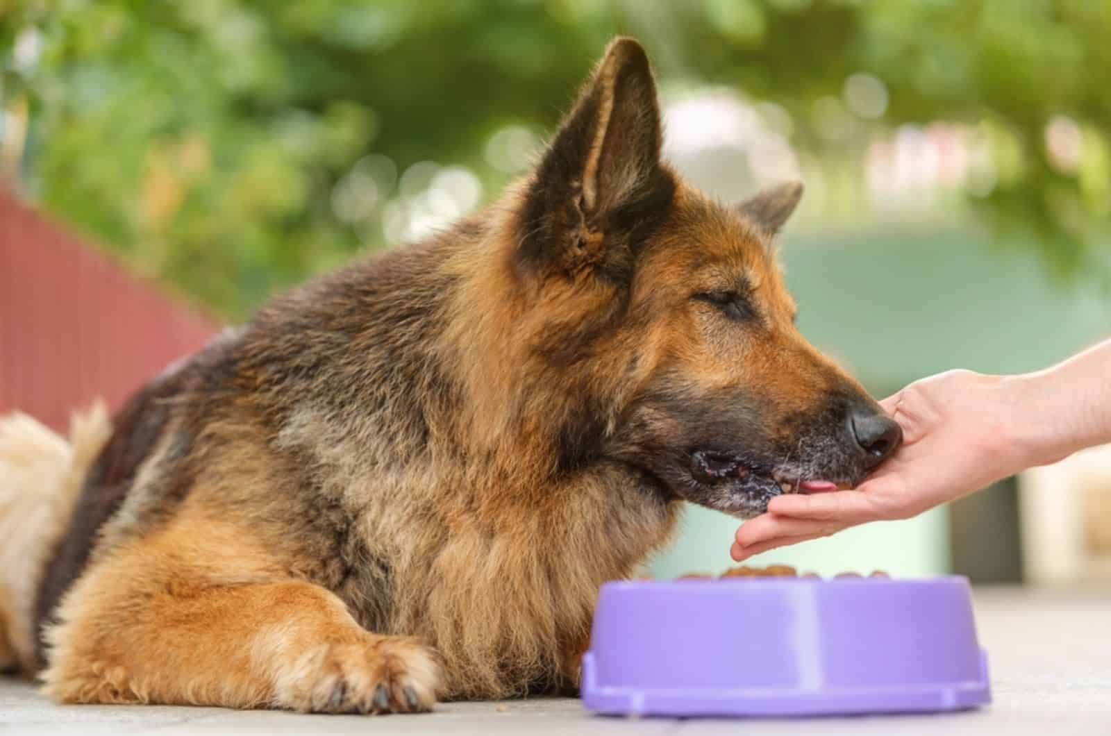 owner feeding german shepherd lying beside a bowl