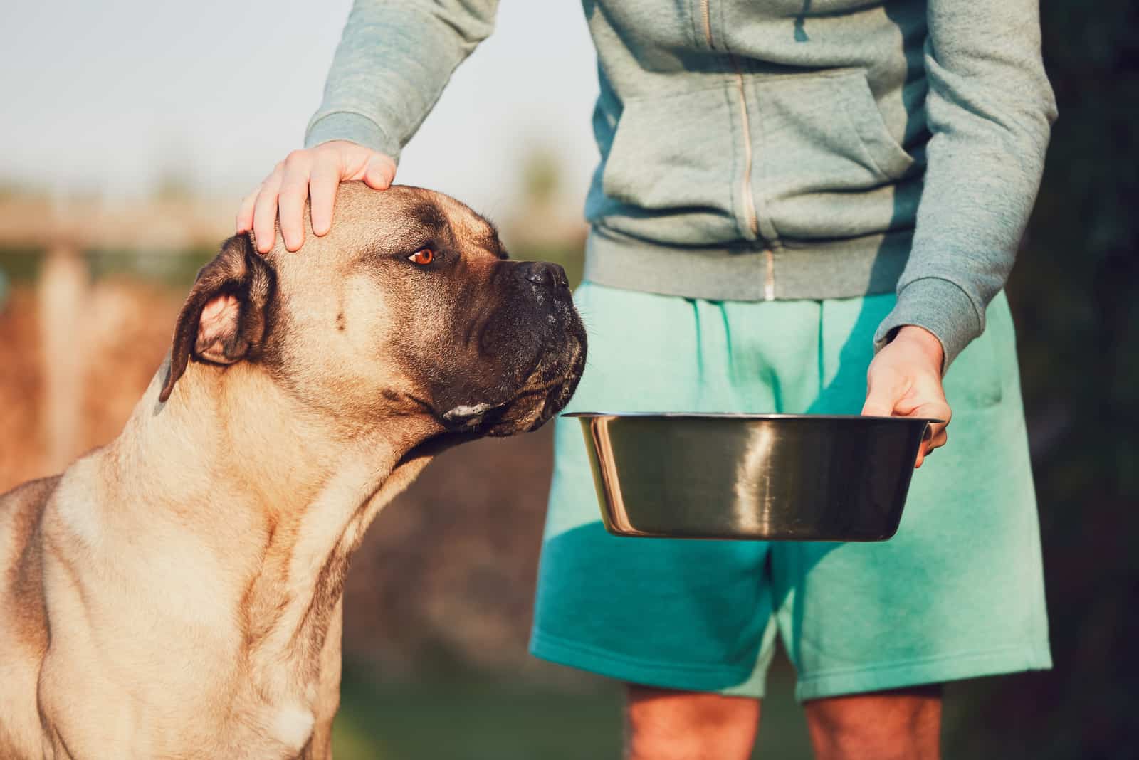 owner feeding his cane corso pet