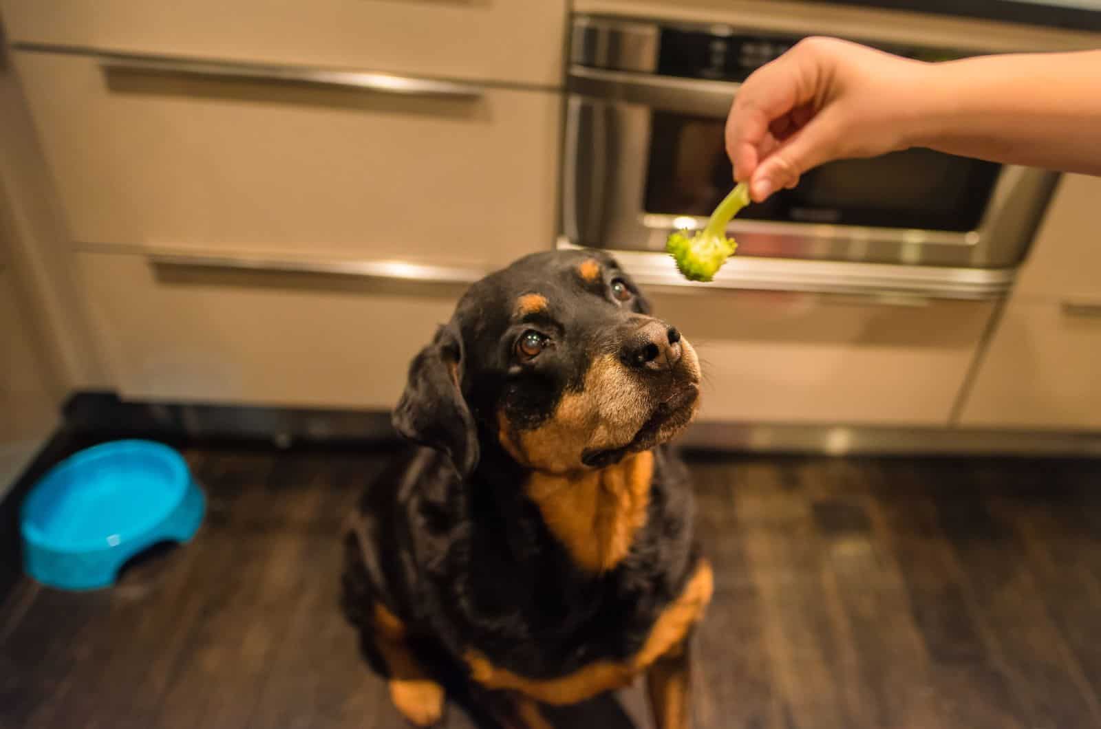 owner feeding Rottweiler