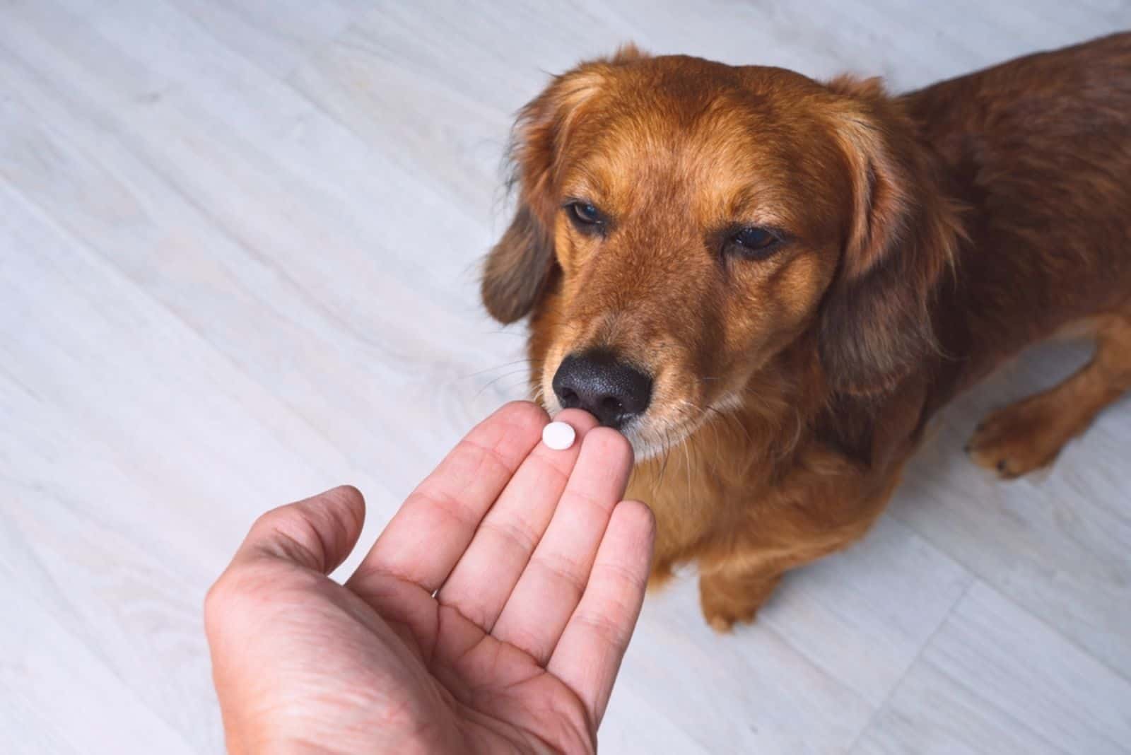 owner giving supplement to a dog standing in front of him