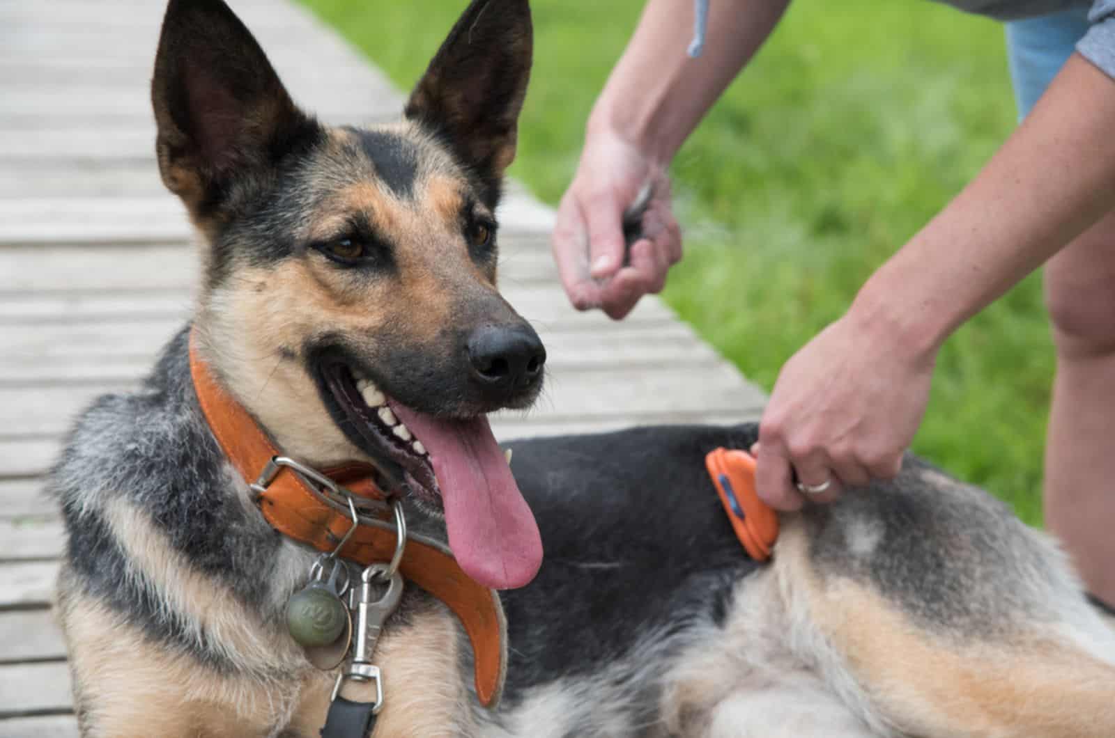 owner grooming big german shepherd outdoors