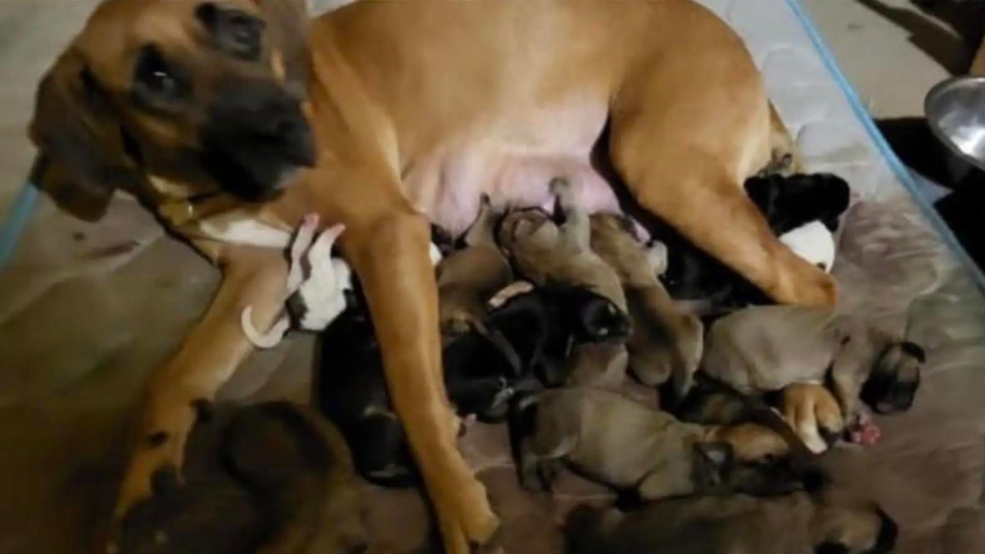 Owner Heartlessly Abandoned His Dog, Her Only “Sin” Was Giving Birth To Too Many Puppies