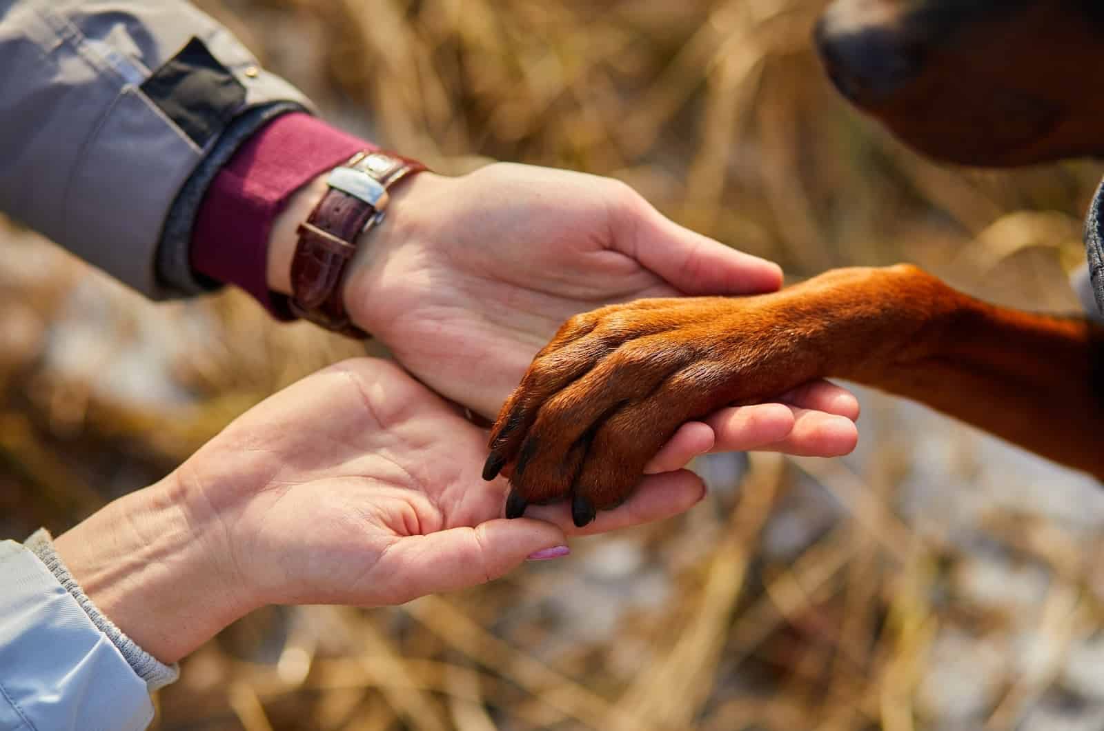 owner holding Doberman 's paw