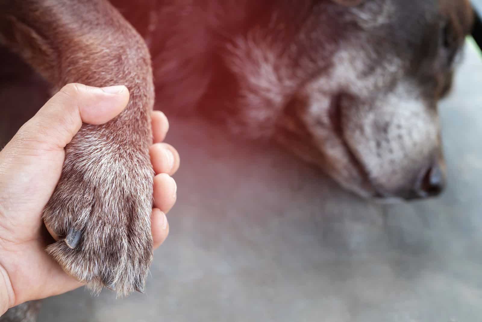 owner holding dog's paw