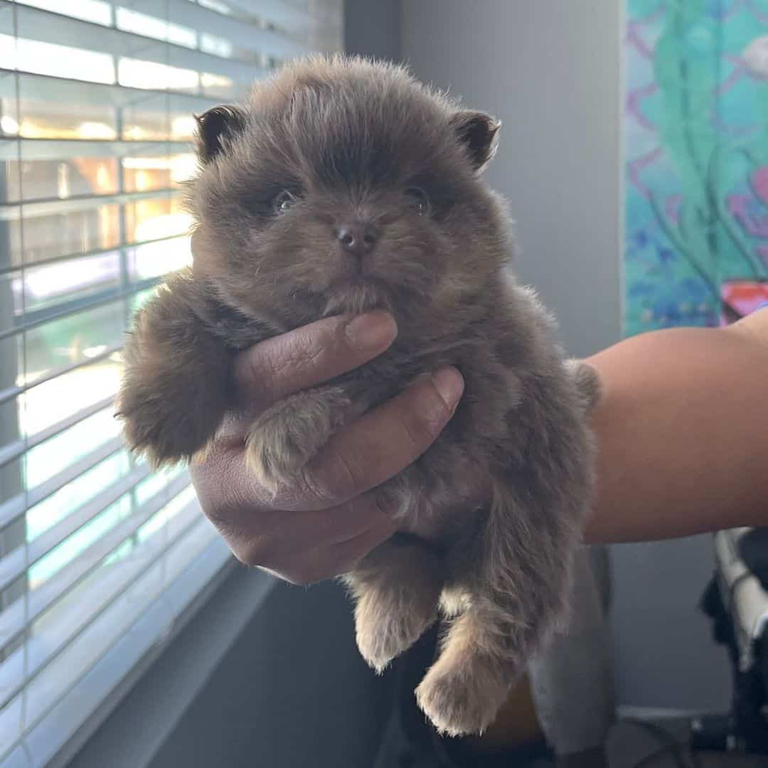 owner holding Lavender Pomeranian