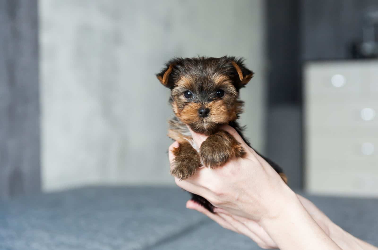 owner holding little Yorkie