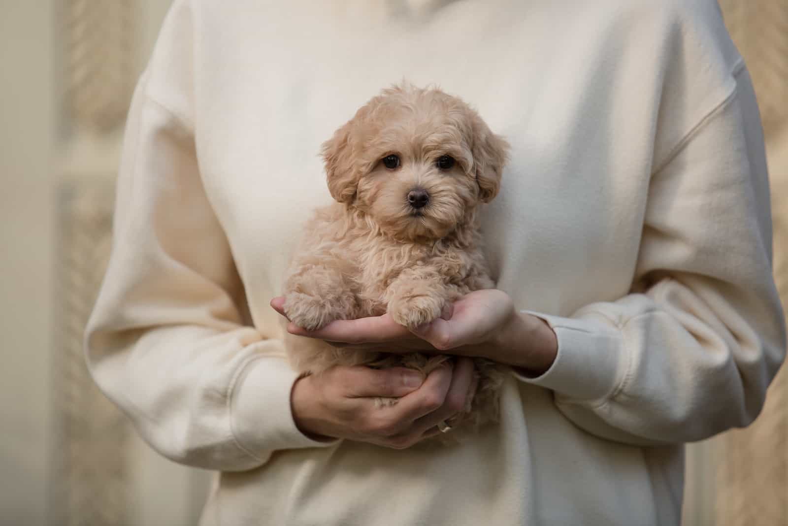 owner holding maltipoo