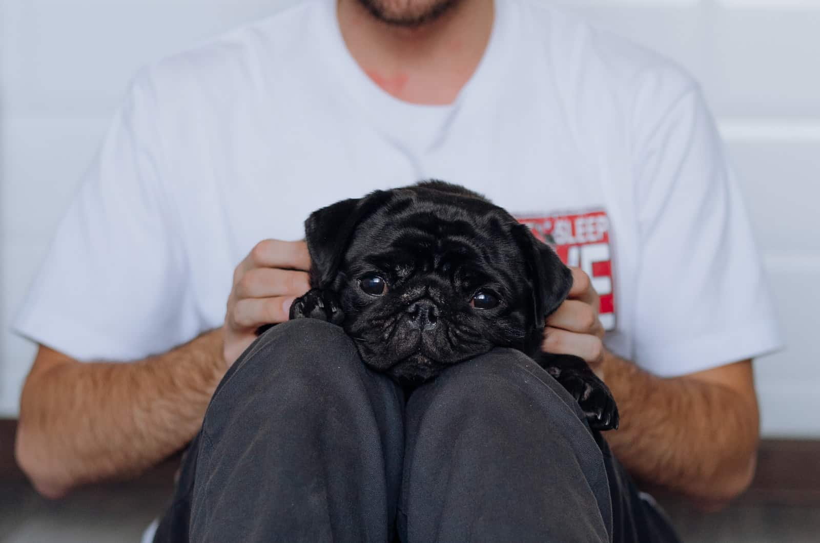 owner holding their black pug