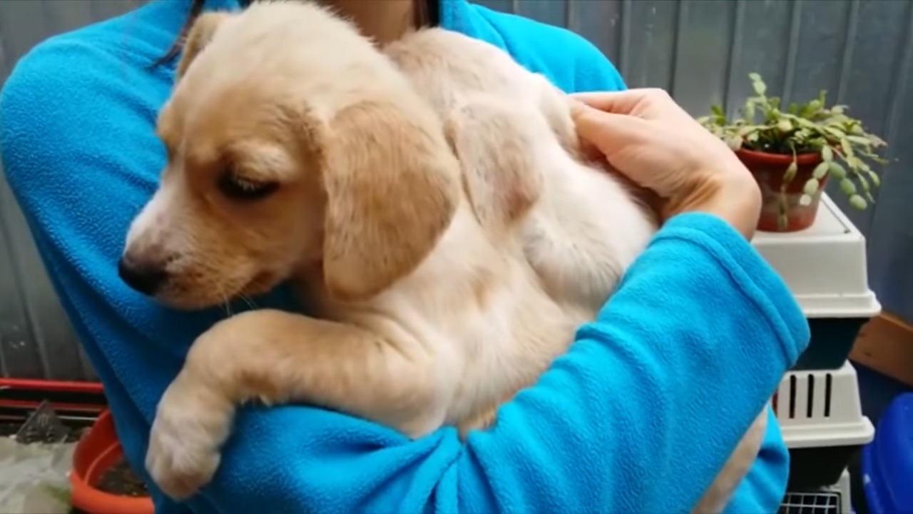 owner hugging puppies