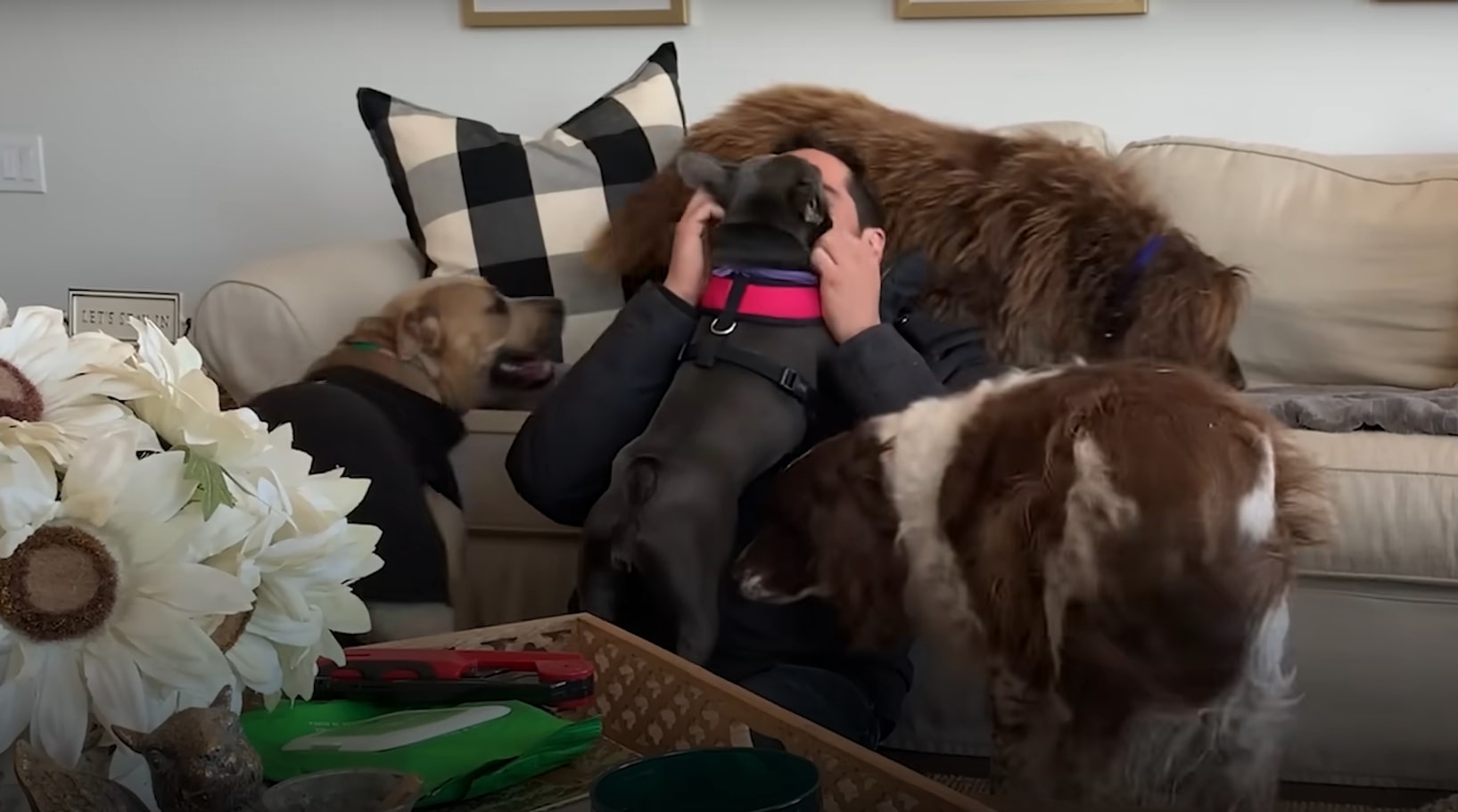 owner in his house with many dogs