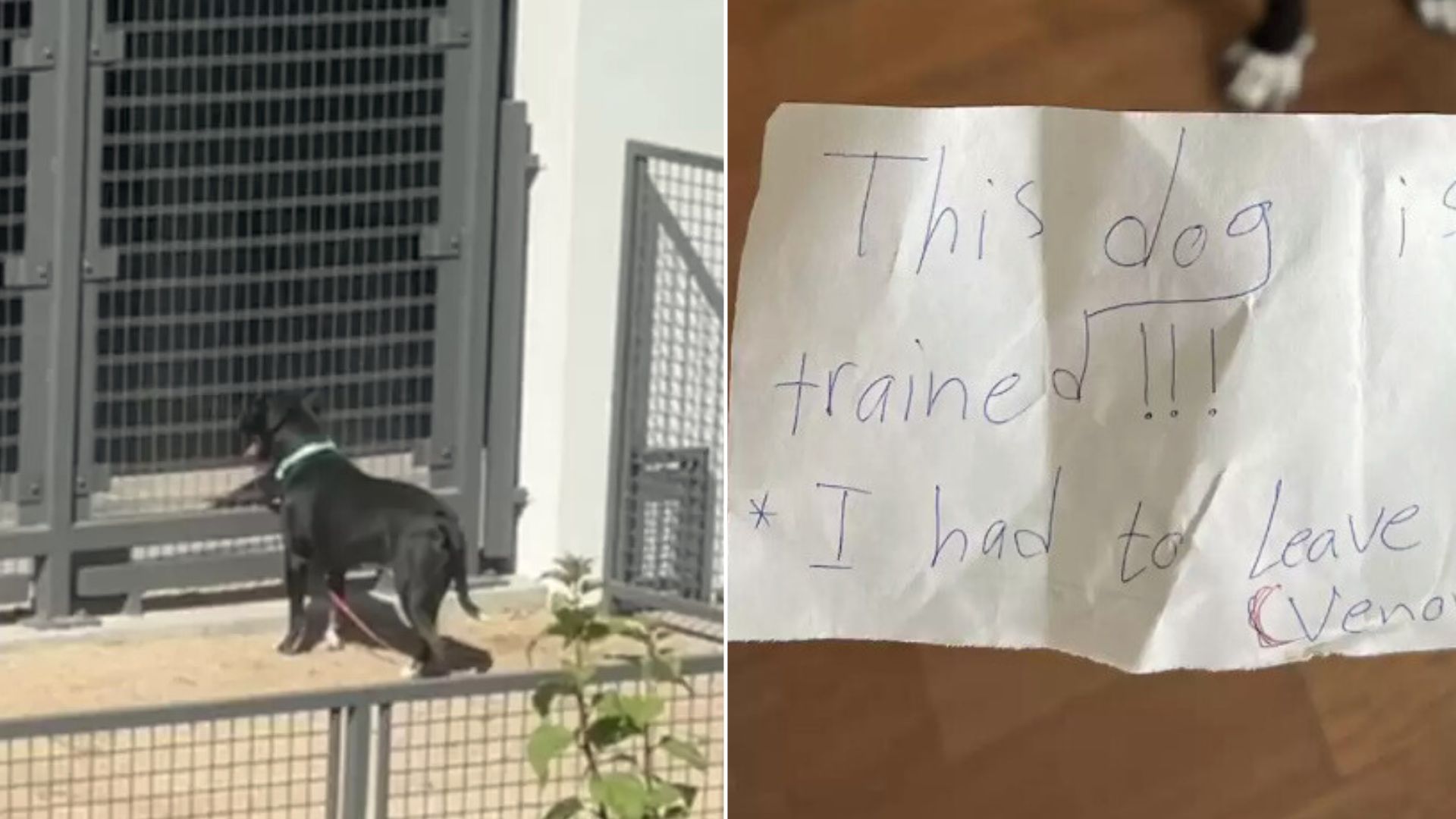 Woman Was Heartbroken When She Read A Note She Found On This Dog