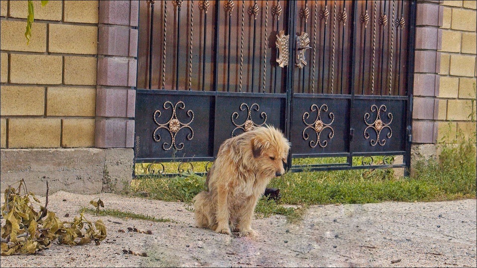 A Loyal Pup Abandoned By His Family Spent A Year Hoping They Would Come Back For Him