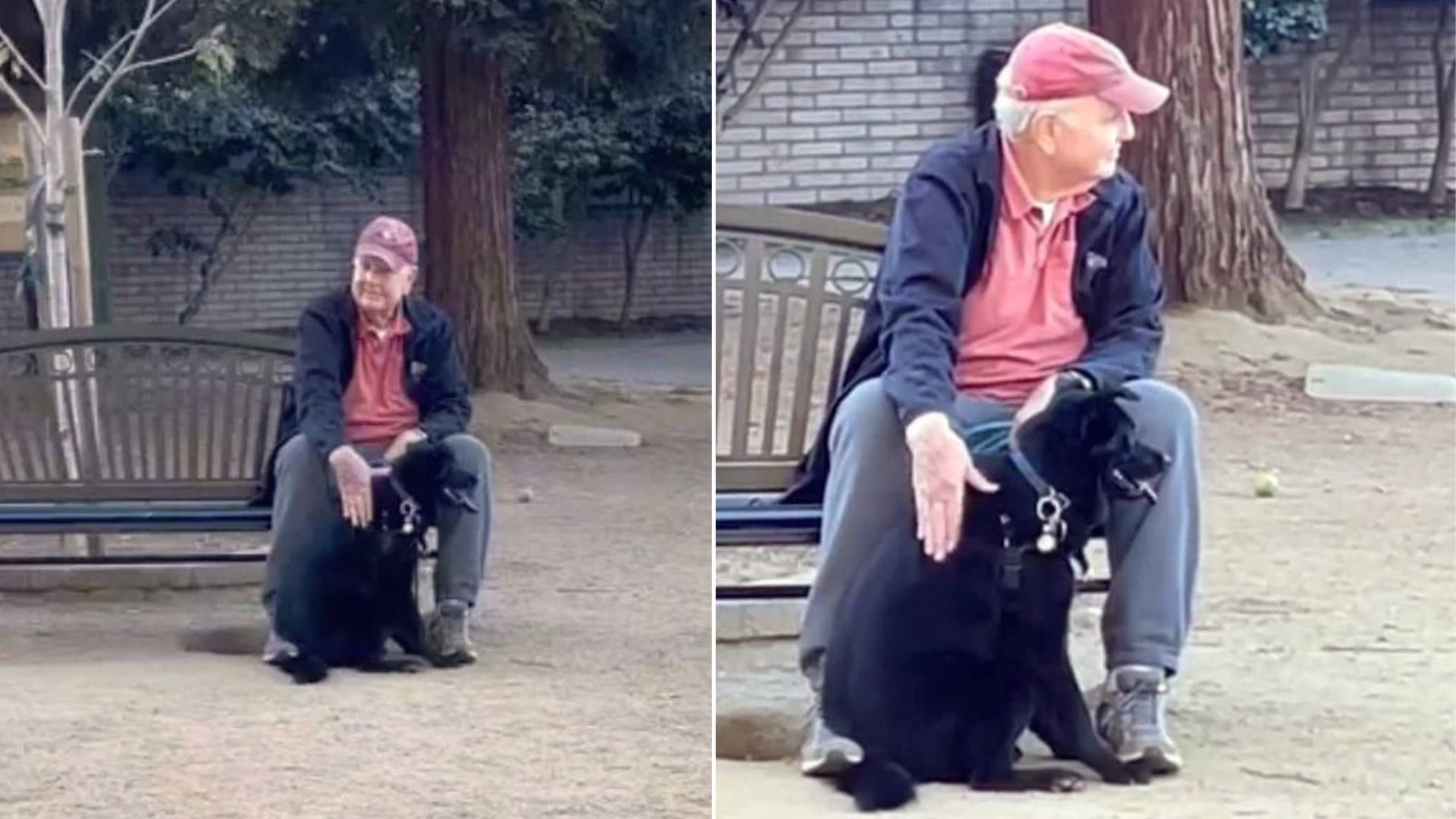 Owner Finds Her Dog Cuddling A Lonely Man After Losing Her Briefly At The Park 