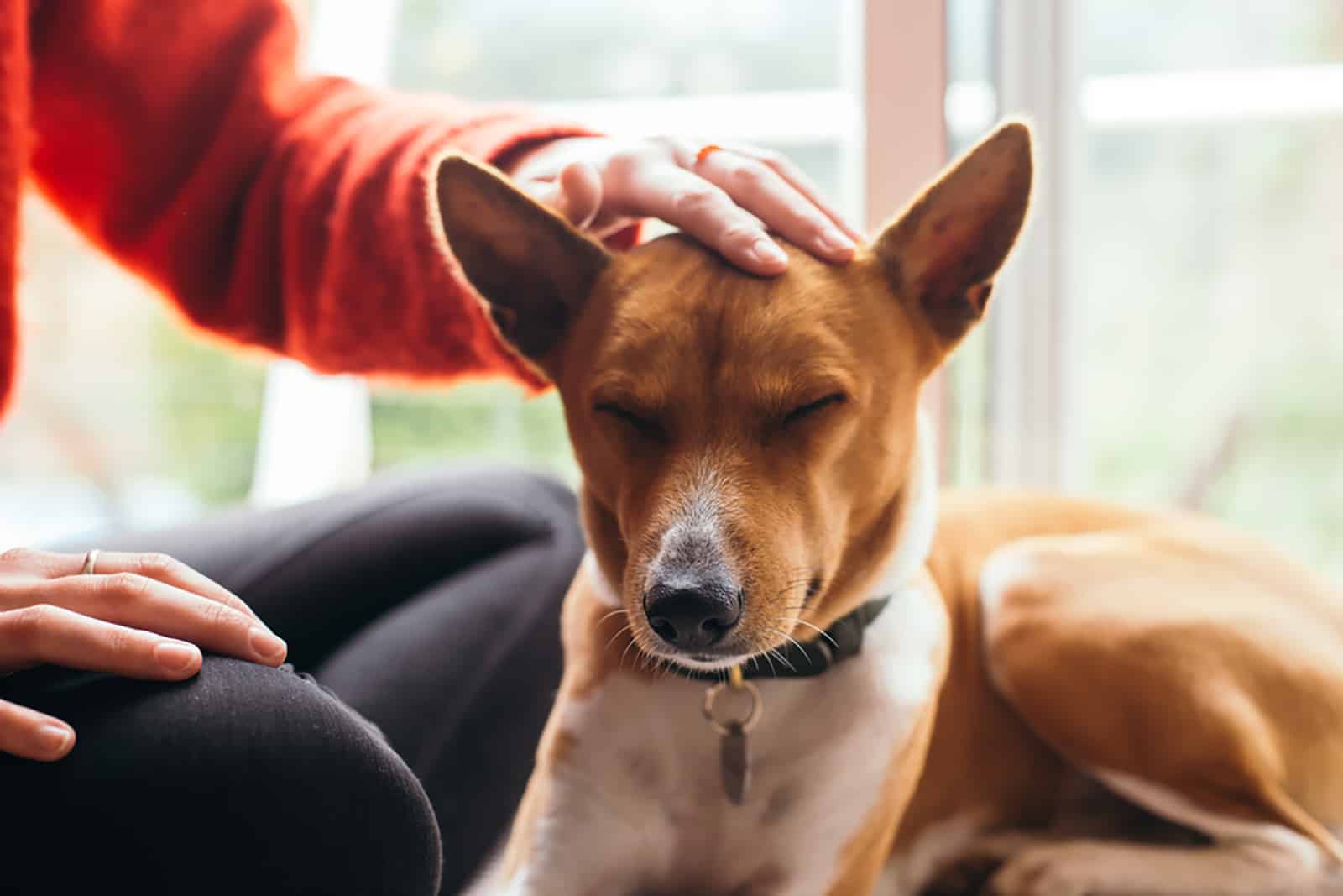 owner pet and cuddle her dog basenji