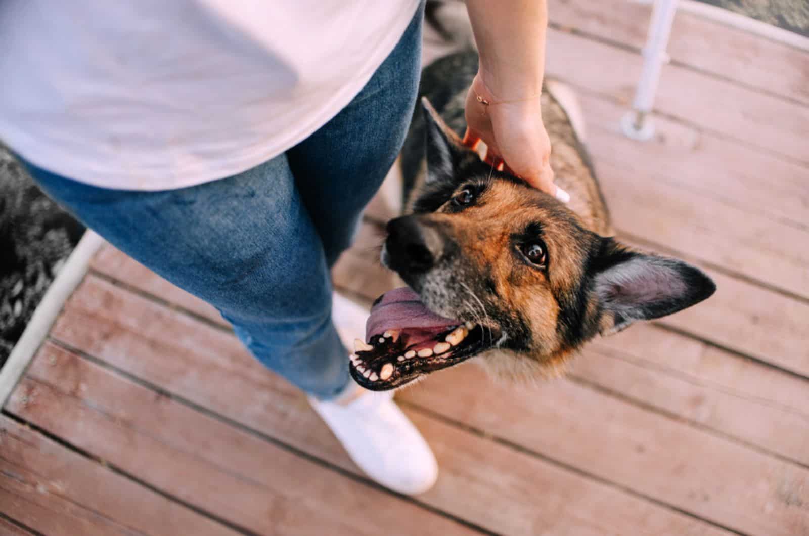 owner petting german shepherd dog standing beside his legs