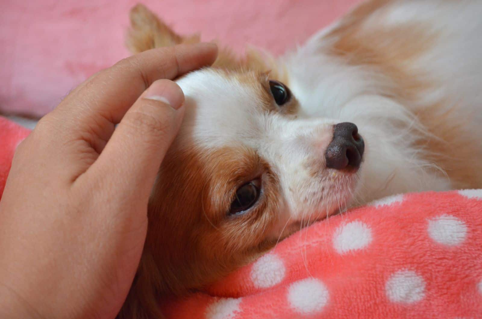 owner petting his chihuahua dog while he is resting