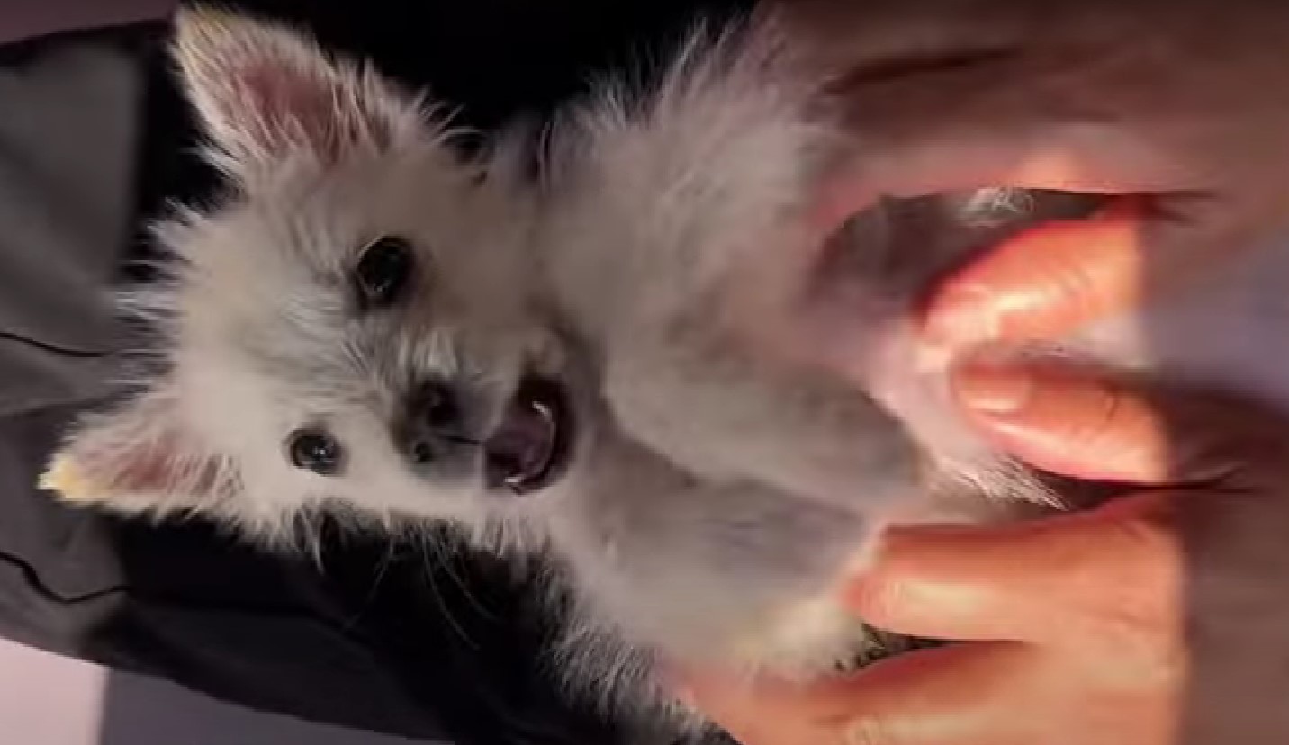 owner playing with adorable puppy