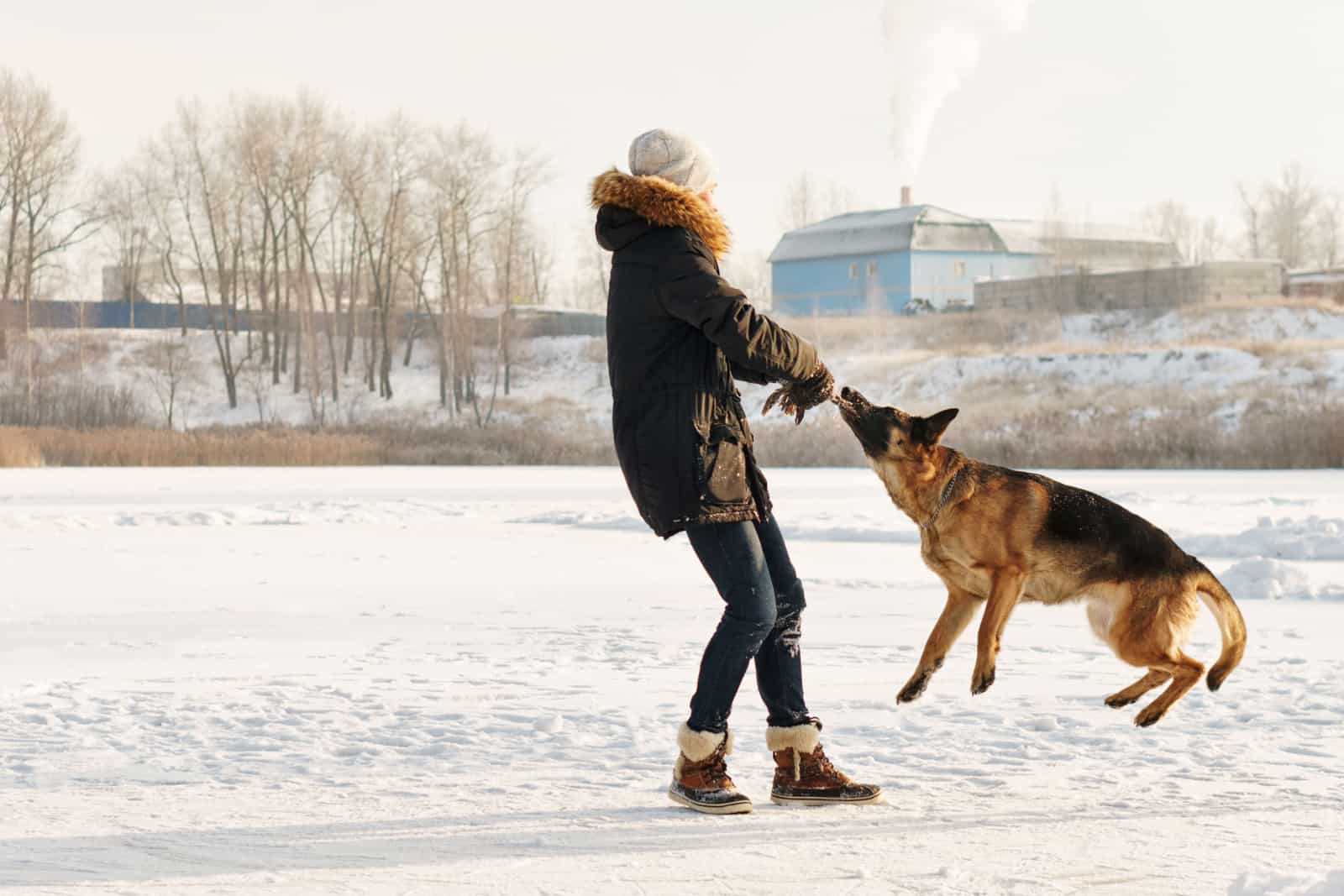 owner playing with german shepherd in snow