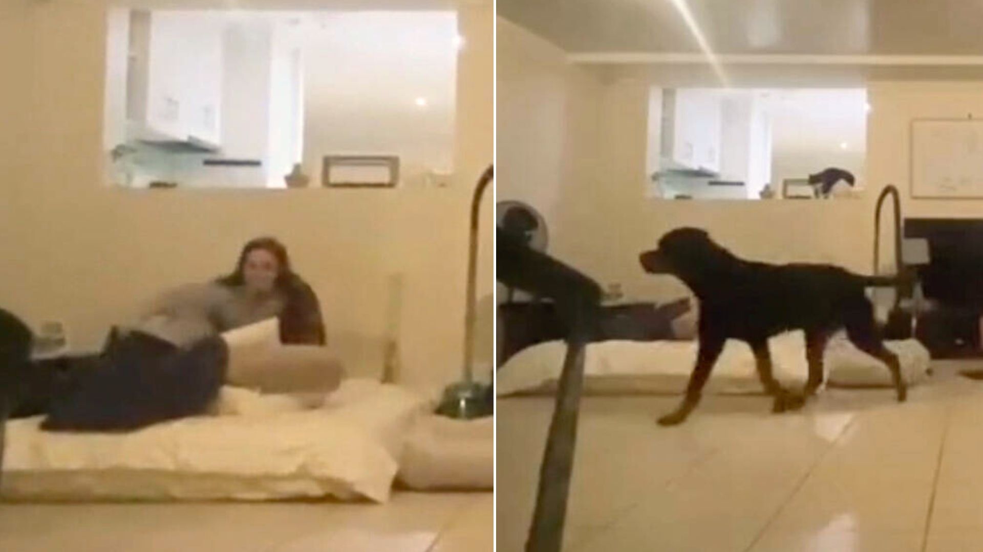 Dog And His Mom Play Hide And Seek, Then A Funny Thing Happens