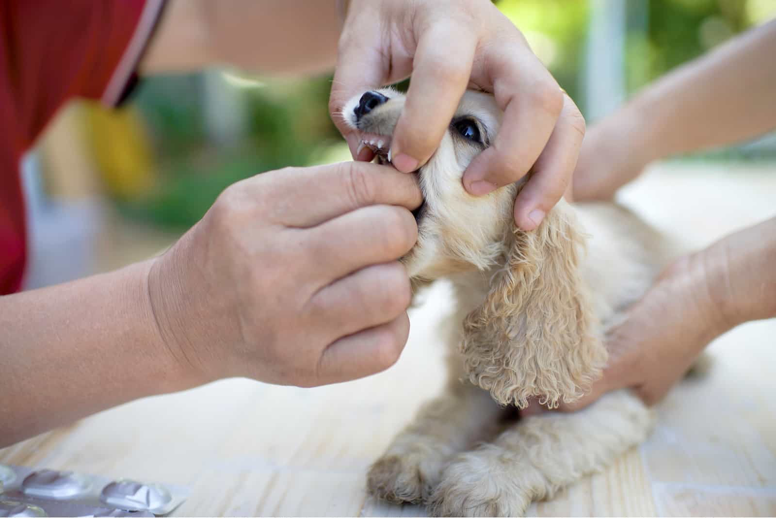 owner putting his hands in dog's mouth