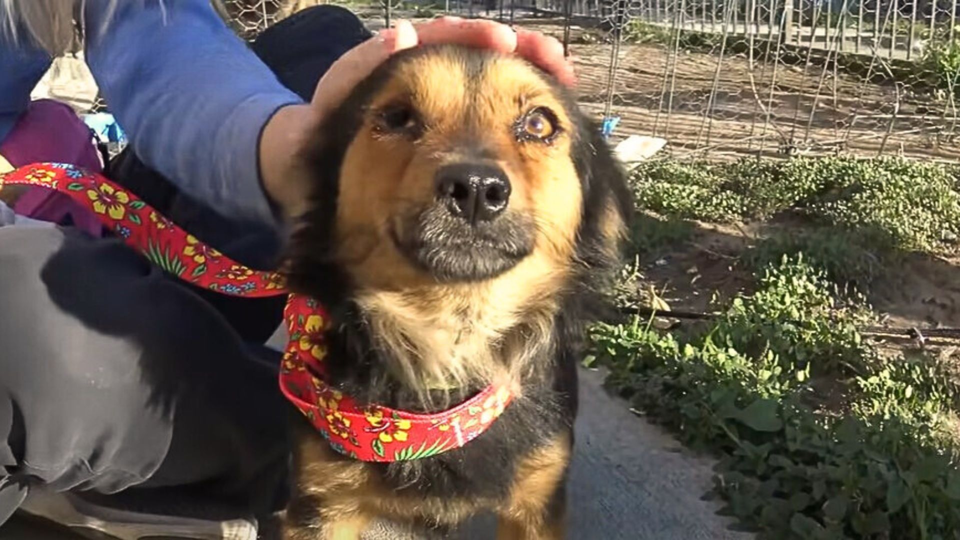 This Dog Struggled To Survive On Streets But Then Everything Changed One Day